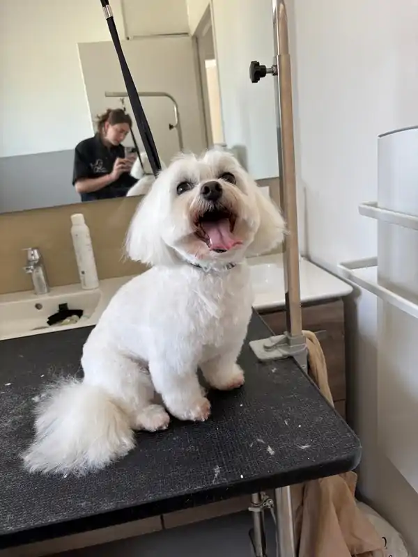 bichon