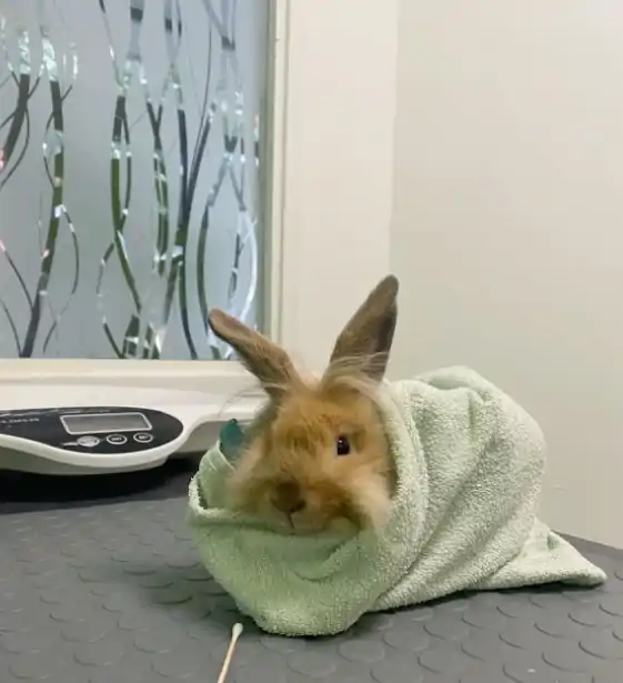lapin