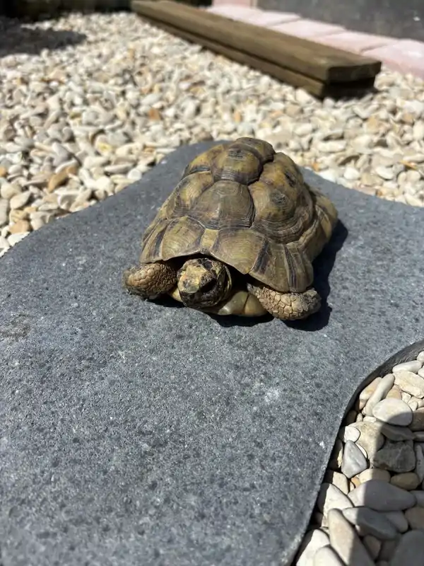 tortue